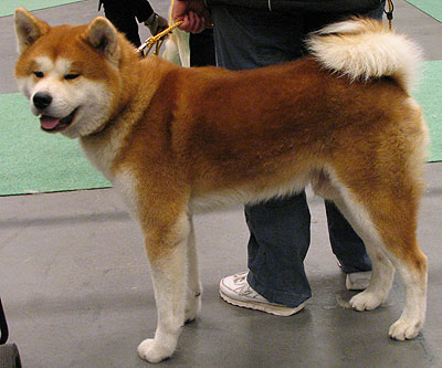 Japanese Hunting Dog