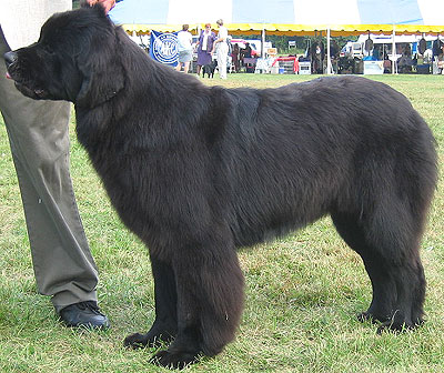 Large+dog+breeds+that+dont+shed+much