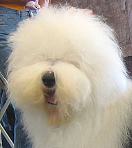 what an old english sheepdog looks like