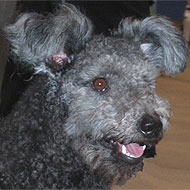 photo of a pumi dog