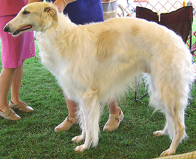 photo of an adult borzoi  hound dog
