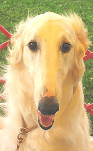 photo of a borzoi hound dog