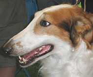 photo of a borzoi  hound dog