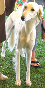 photo of a saluki hound dog