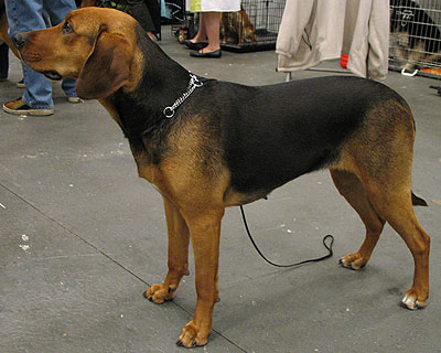 types of hound dogs