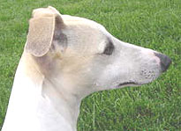 whippet dog breed adult