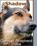 german shepherd collie mixed breed dog