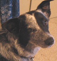 what a border collie australian cattle dog  mixed breed looks like