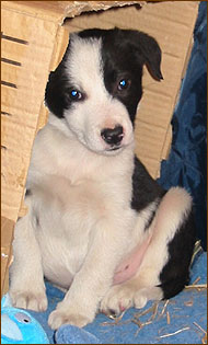 border collie retriever mixed breed dog