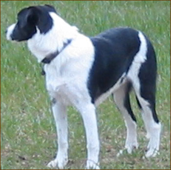 Border Collie Retriever Mixed Breed Dog