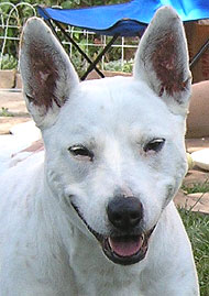 Bull Terrier Queensland Heeler mixed breed dog