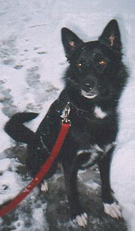 siberian husky german shepherd mixed breed dog