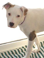 Jack Russel Terrier Boxer