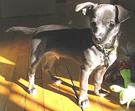Chihuahua Italian Greyhound