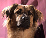 Akita Chinese Sharpei Chow Chow Dachshund dog