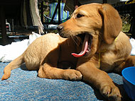 Golden Retriever Labrador Retriever