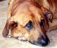 bloodhound german shepherd mixed breed dog