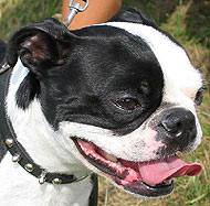boston terrier dog - nonsporting dog breeds from the online dog ...
