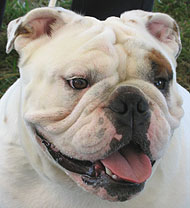 bulldog - nonsporting dog breeds from the online dog encyclopedia ...