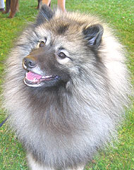 photo of a keeshond dog