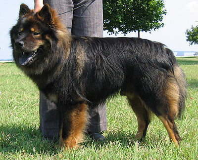 eurasier dog size