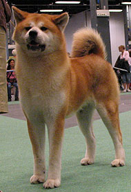 japanese akita dog spitz breeds working breed dogs american puppy inu dogsindepth difference between