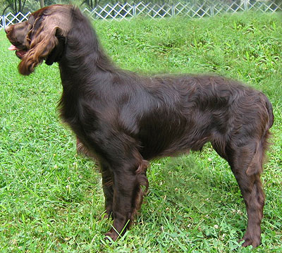 boykin spaniel is a mixed breed