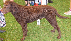 curly coated retriever dog