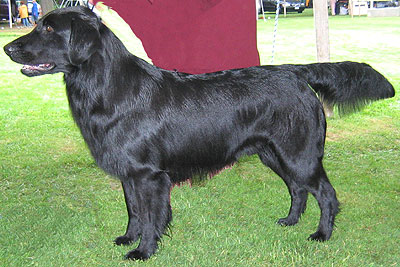 black flat coated retriever dog