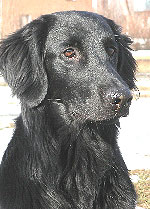 photo of a flat-coated retriever dog