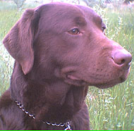 photo of a chocolate labrador retriever dog