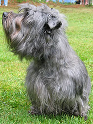 glen of imaal terrier dog - online dog encyclopedia - dogs in depth.com
