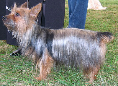 australian silky terrier dog