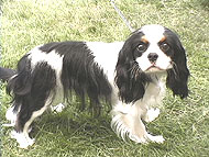 photo of a cavalier king charles dog