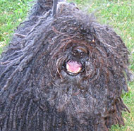 adult corded havanese dog