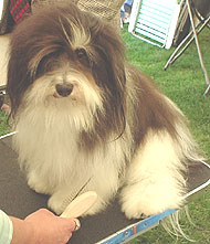 photo of a havanese dog