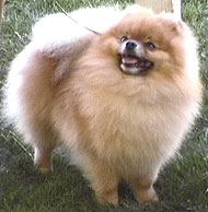 photo of a pomeranian dog