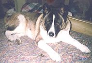 adult akita dog