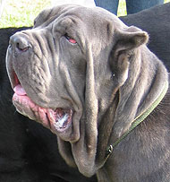 neapolitan mastiff dog - working dog breeds from the online dog ...
